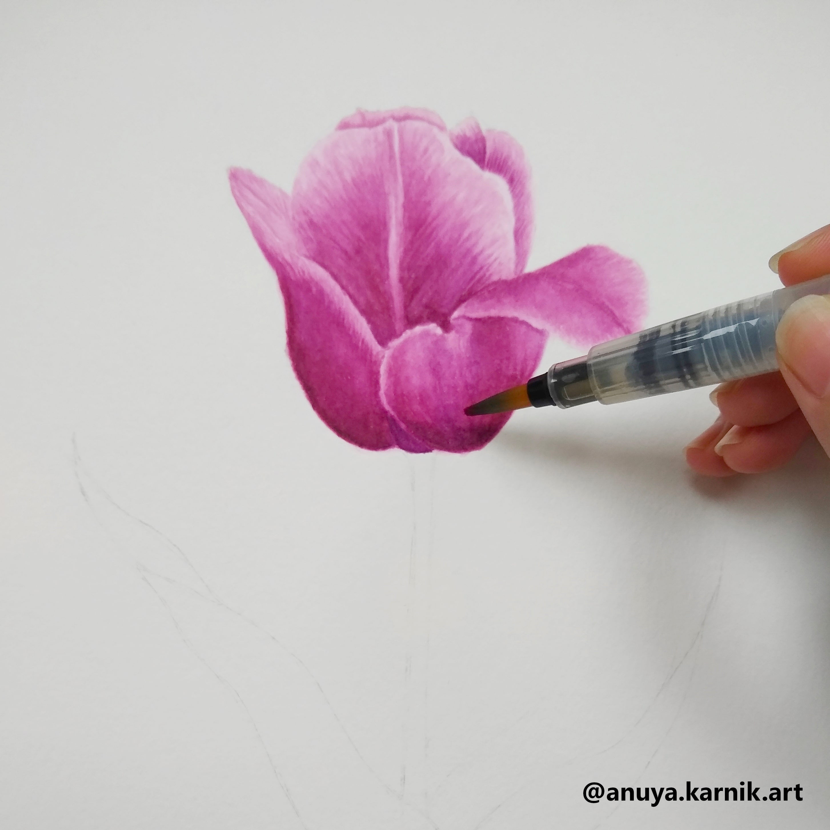 Pink Tulip Closeup